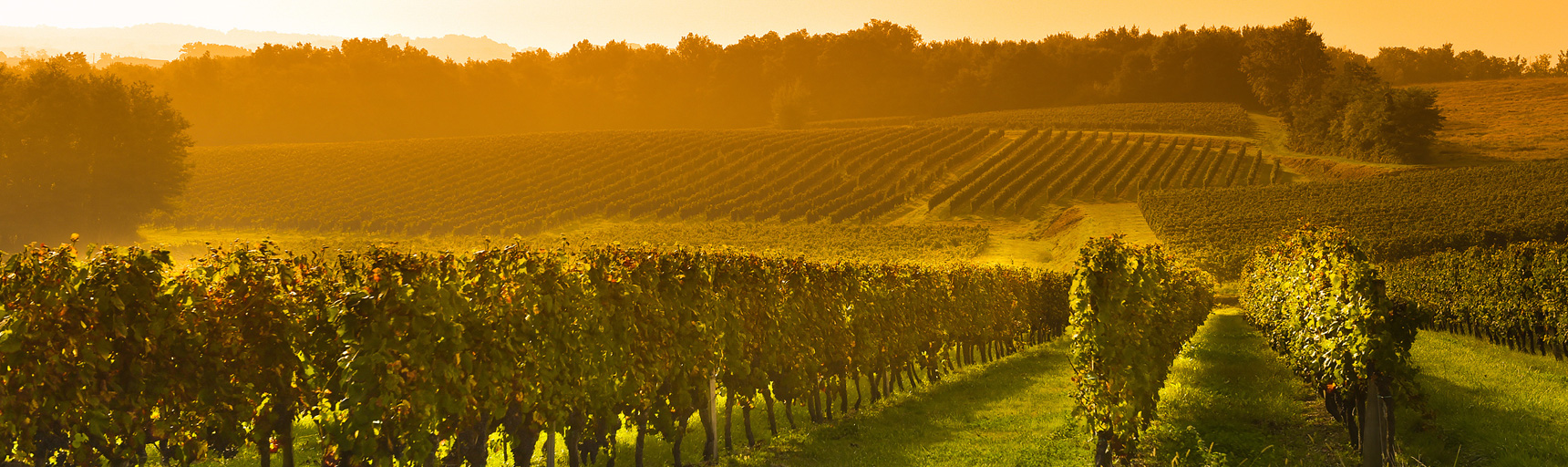 vignoble bordeaux