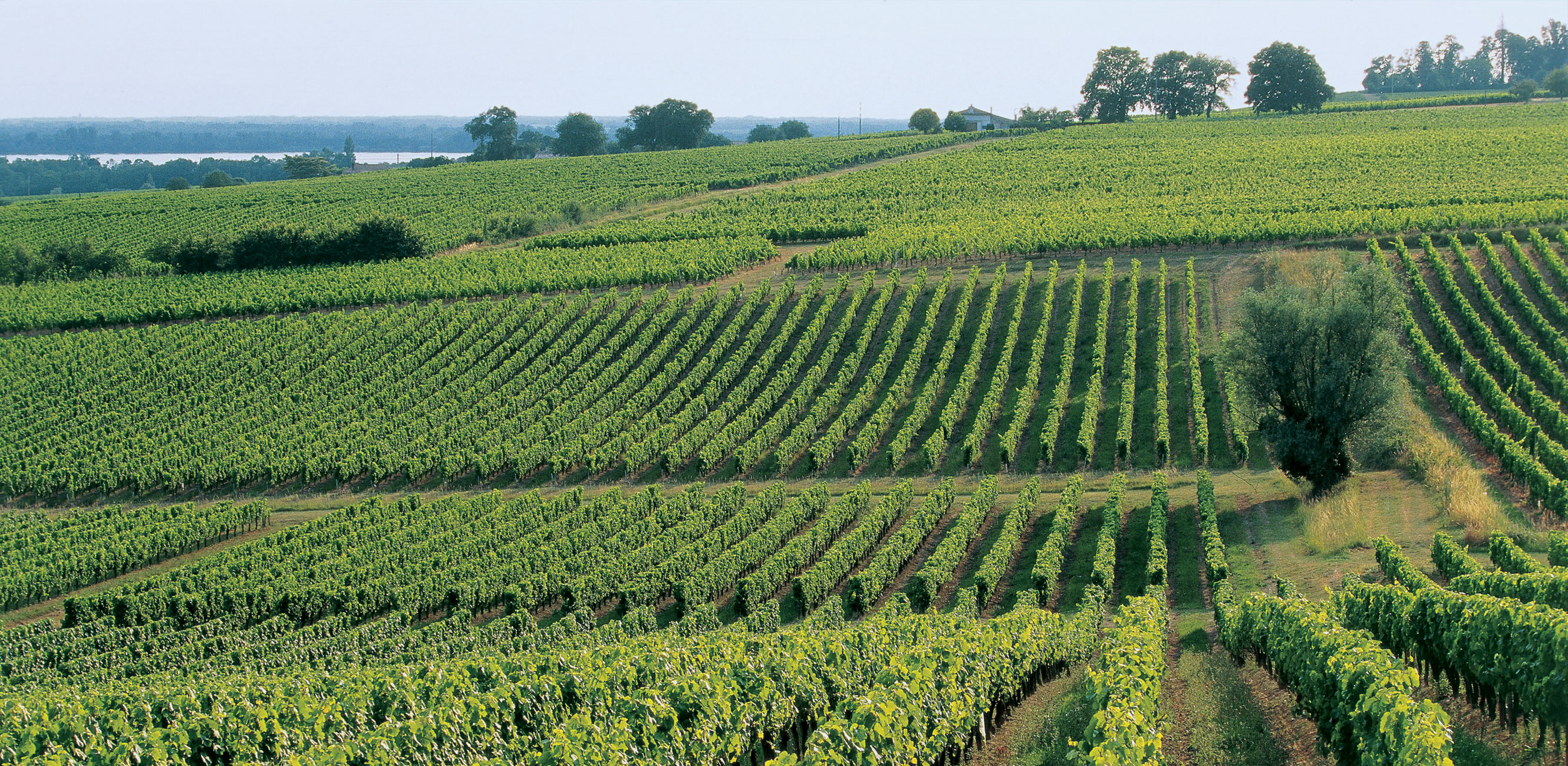 Blaye Côtes de Bordeaux
