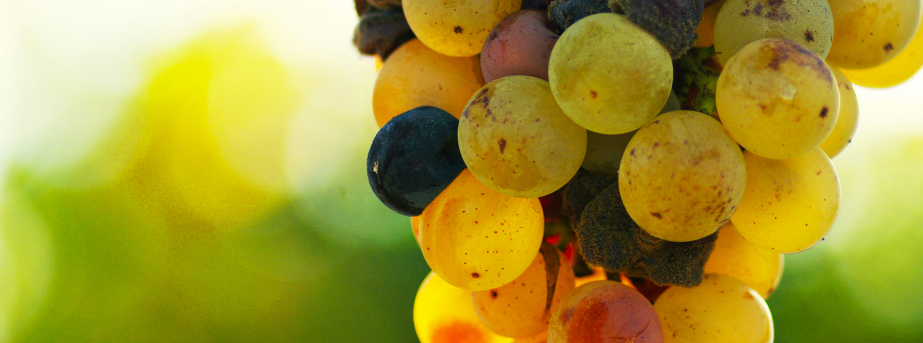 grappe vin blanc