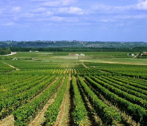 vignoble bordeaux